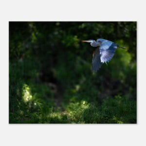 Grace in Flight — Great Blue Heron Over the White River